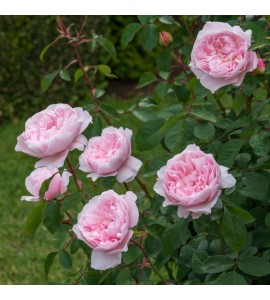 Wisley 2008