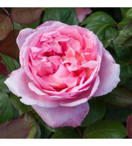 Brother Cadfael