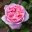 Brother Cadfael