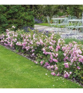 Harlow Carr