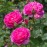 England's Rose