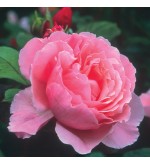 Brother Cadfael