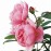Brother Cadfael
