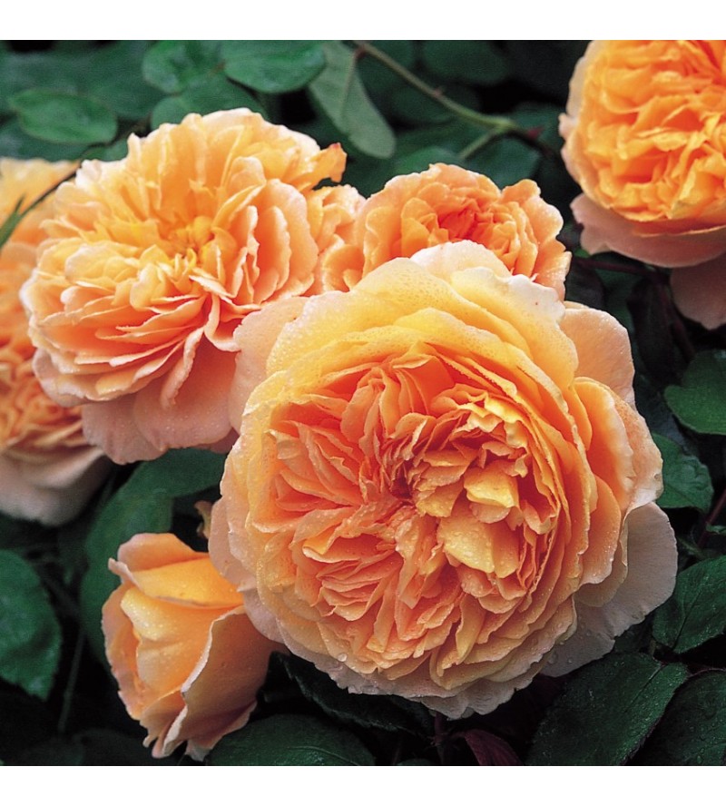 Crown Princess Margareta