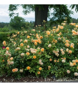 Crown Princess Margareta