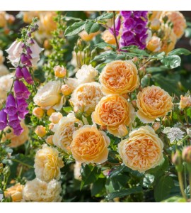 Crown Princess Margareta