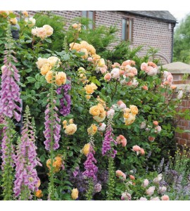 Crown Princess Margareta