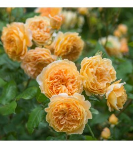 Crown Princess Margareta