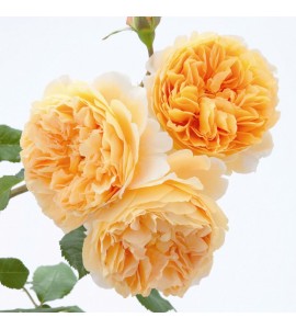 Crown Princess Margareta
