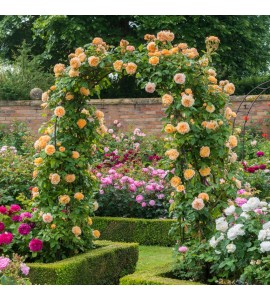 Crown Princess Margareta