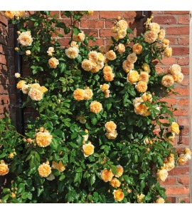 Crown Princess Margareta