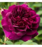 Darcey Bussell