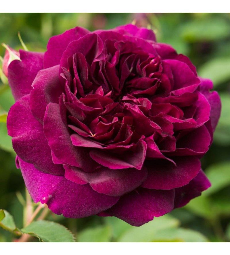 Darcey Bussell