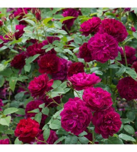 Darcey Bussell