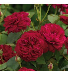 Darcey Bussell