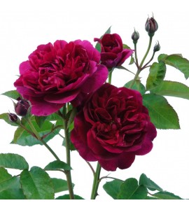 Darcey Bussell