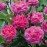 England's Rose