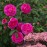 England's Rose