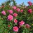 England's Rose