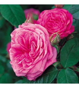 Gertrude Jekyll