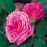 Gertrude Jekyll