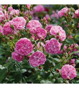 Harlow Carr