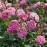 Harlow Carr