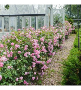 Harlow Carr