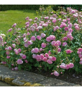 Harlow Carr