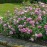 Harlow Carr