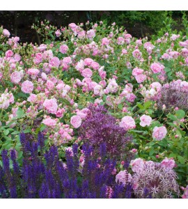 Harlow Carr