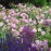 Harlow Carr