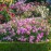 Harlow Carr