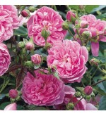 Harlow Carr