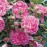 Harlow Carr