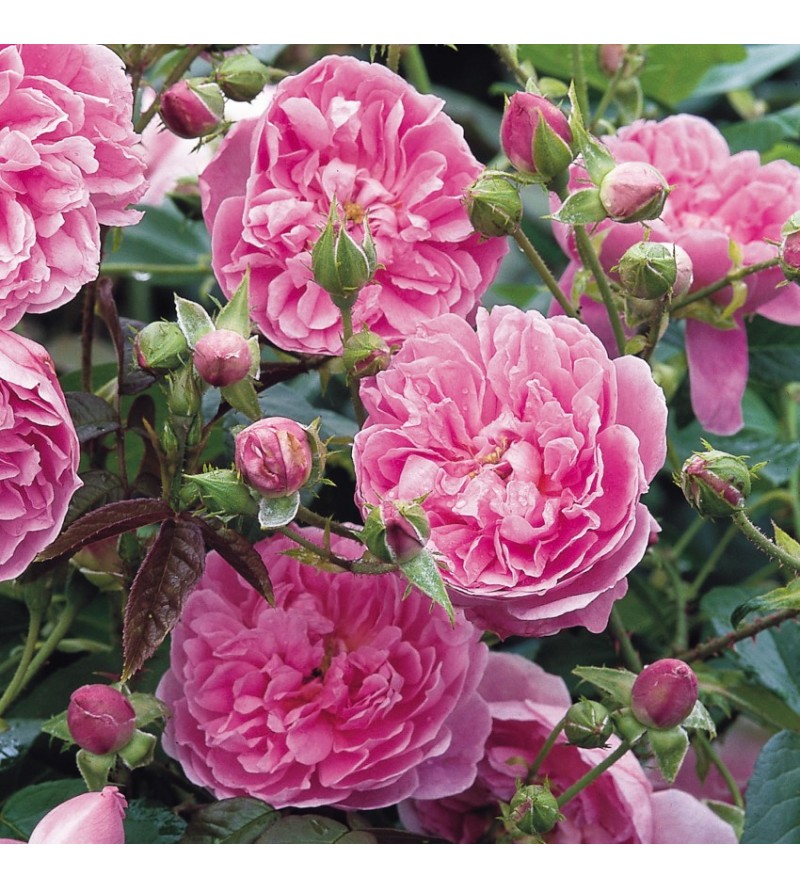 Harlow Carr