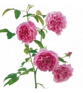 Harlow Carr