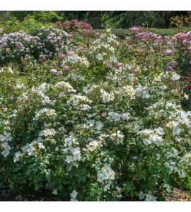Kew Gardens