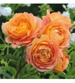 Lady of Shalott