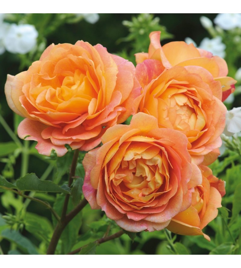 Lady of Shalott