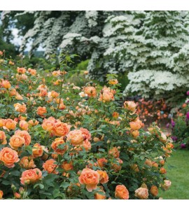 Lady of Shalott