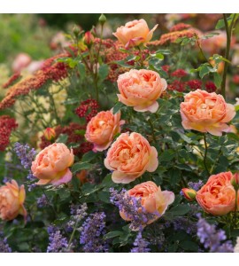 Lady of Shalott