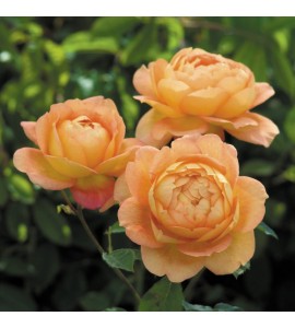 Lady of Shalott