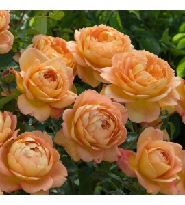 Lady of Shalott