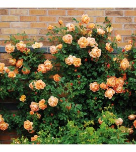 Lady of Shalott
