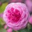 Gertrude Jekyll