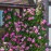 Gertrude Jekyll