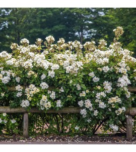 Kew Gardens