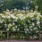 Kew Gardens